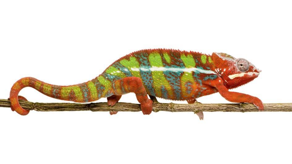 Chameleons Are Cool! Listing, Describing & Art