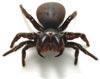 Spiders! 5 Books, Resources and Activities